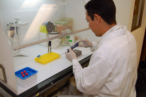 Verificación poslarvas