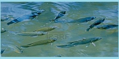 TILAPIA-2