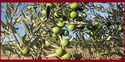 OLIVO-2