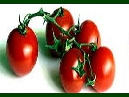 tomate-organo
