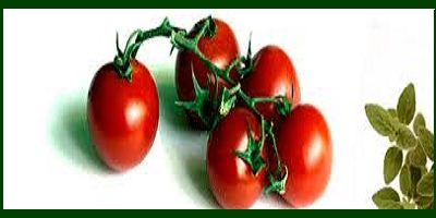 tomate-organo