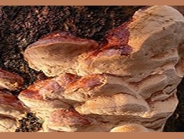 phellinus-pomaceus