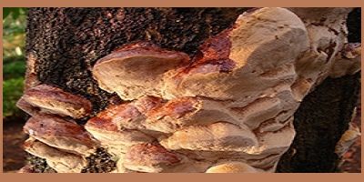 phellinus-pomaceus