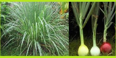 ceboll-te-limon