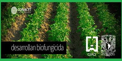 biofungicida-2