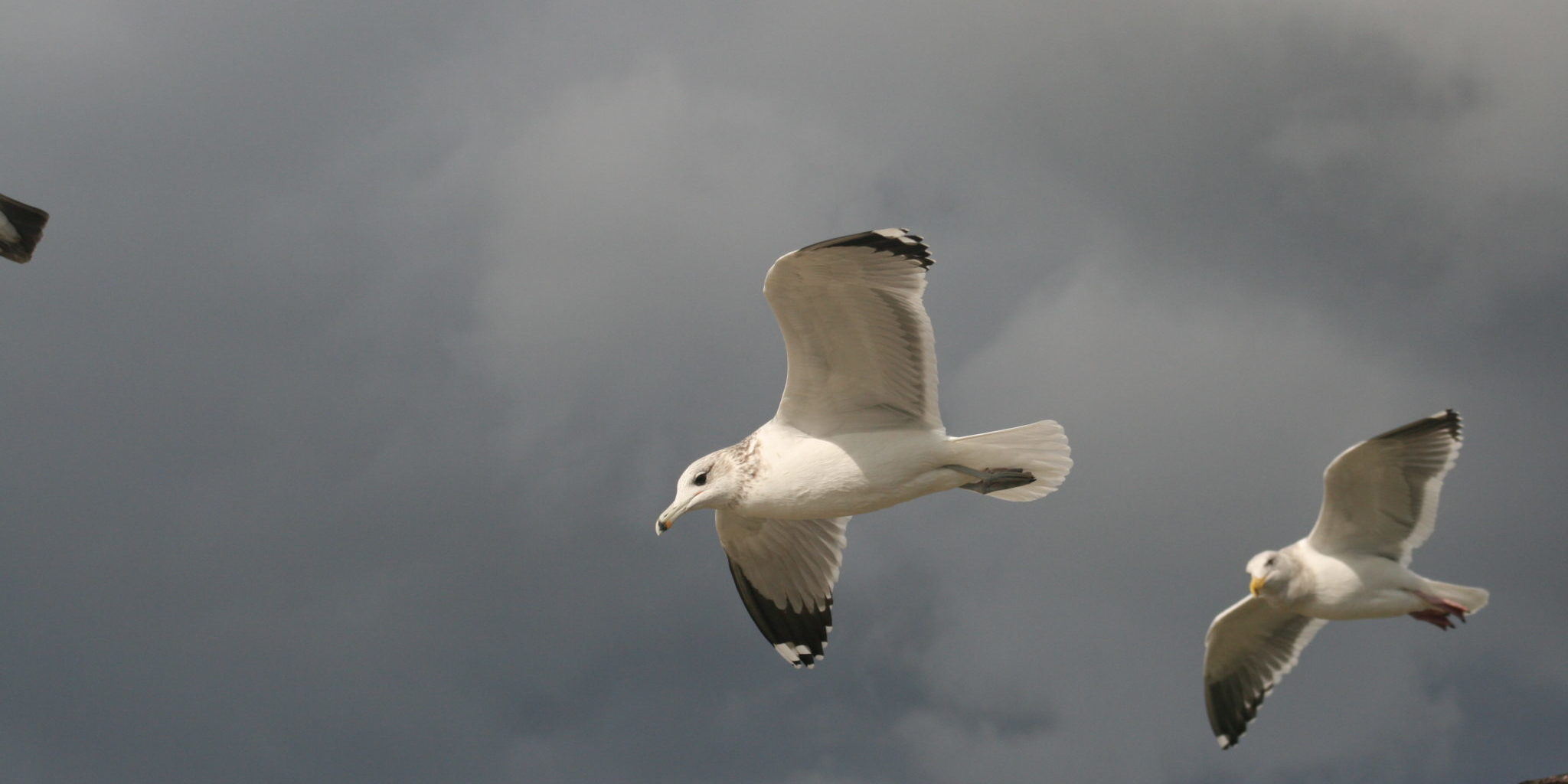 Gaviota