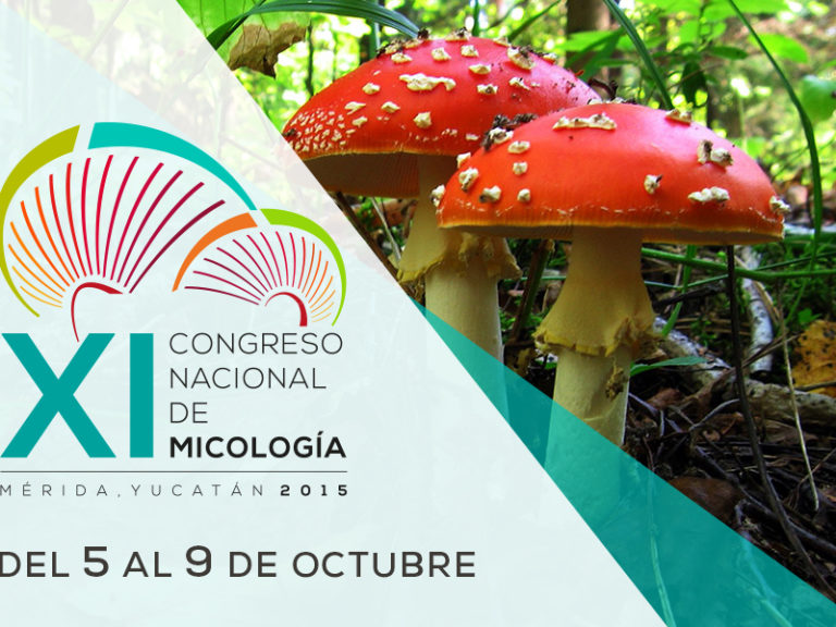 micologiapagina