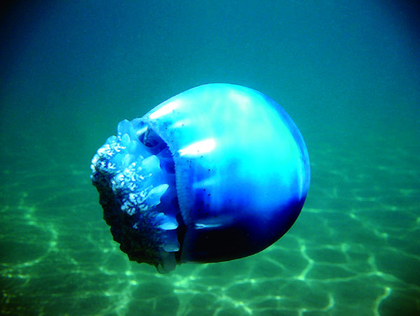 Stomolophus-meleagris