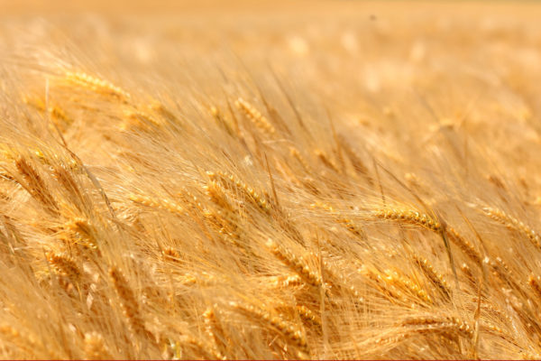Trigo-Gluten
