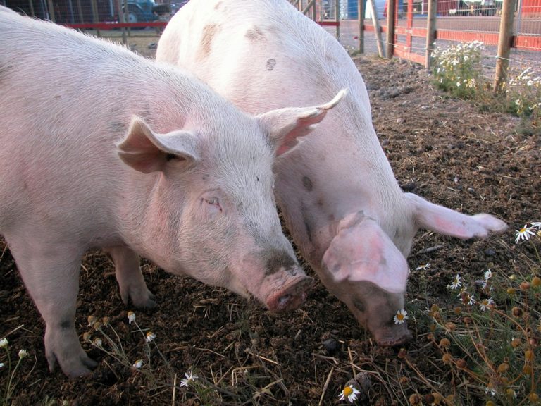 1-carne-de-puerco2