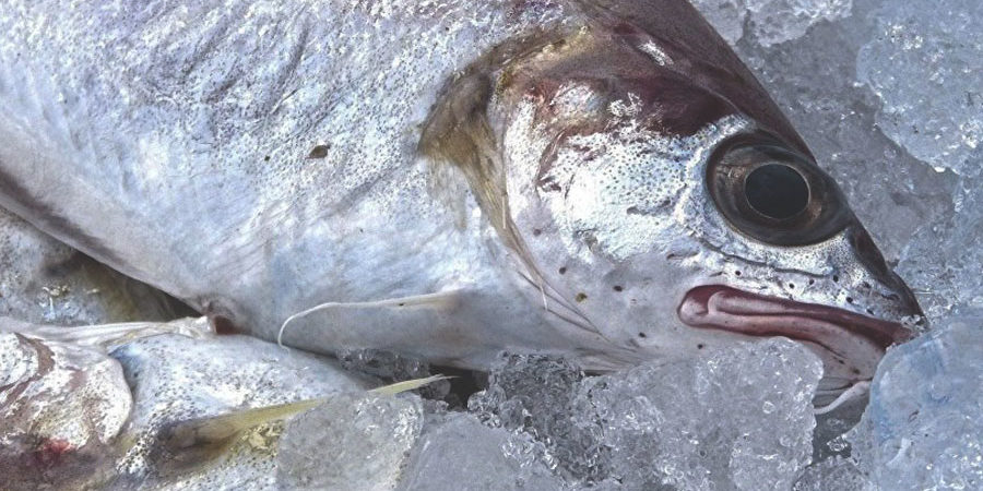 INVITAN A CAPACITARSE SOBRE MANEJO DE PESCADOS Y MARISCOS - Centro de  Investigación en Alimentación y Desarrollo (CIAD)