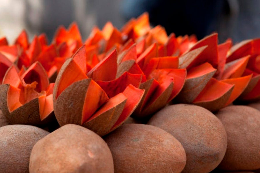 El mamey, deliciosa, fresca y nutritiva fruta tropical Centro de