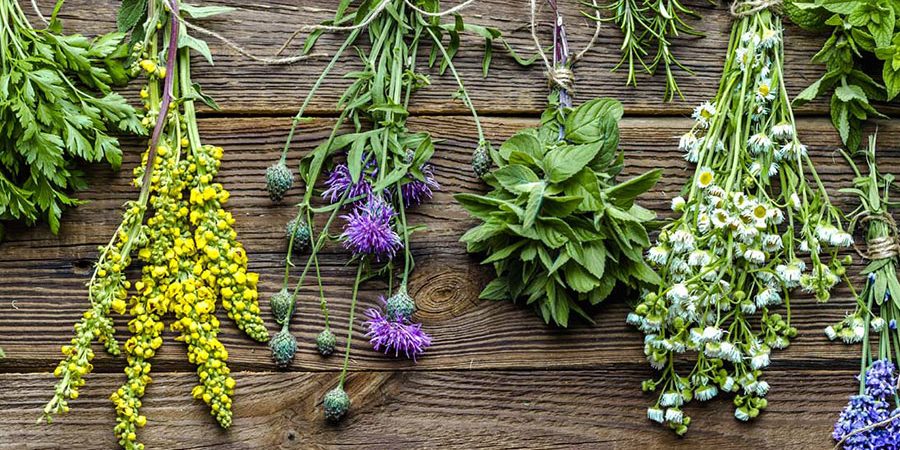 Plantas medicinales aliadas contra el estrés y la ansiedad - Centro de Investigación en Alimentación y Desarrollo (CIAD) Plantas medicinales aliadas contra el estrés y la ansiedad - Centro de Investigación en Alimentación y Desarrollo (CIAD)