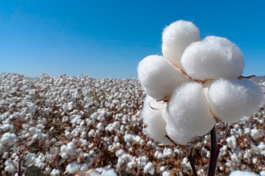 El potencial biotecnológico de la semilla de algodón - Centro de  Investigación en Alimentación y Desarrollo (CIAD)