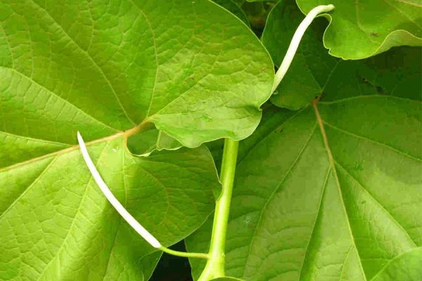 HIERBA SANTA, MAS QUE UN INGRED IENTE EN LA COCINA MEXICANA