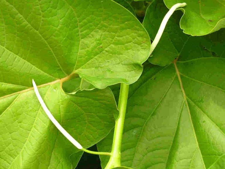 HIERBA SANTA, MAS QUE UN INGRED IENTE EN LA COCINA MEXICANA