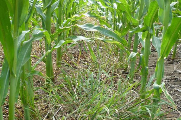 PLANTAS NATIVAS COMO ENEMIGOS NATURALES DE MALEZAS