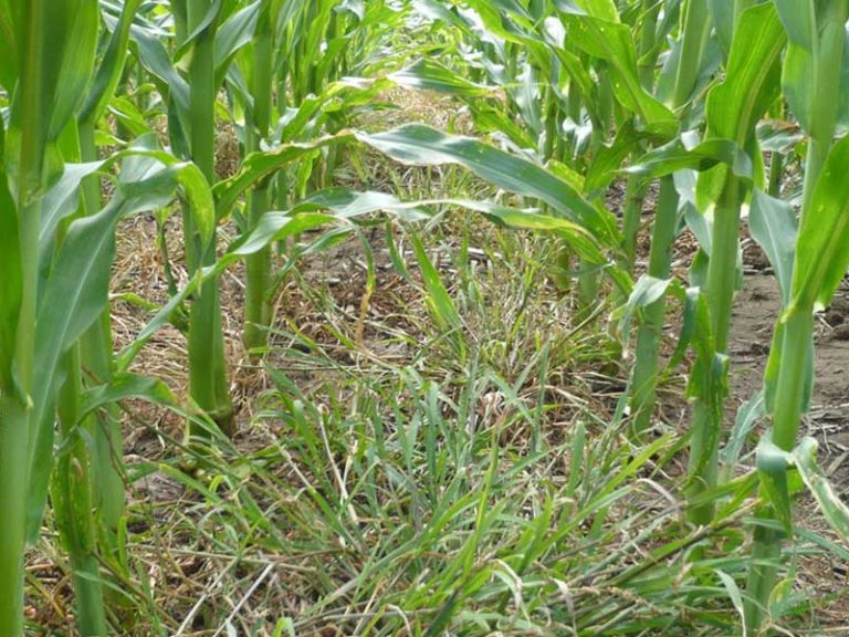 PLANTAS NATIVAS COMO ENEMIGOS NATURALES DE MALEZAS