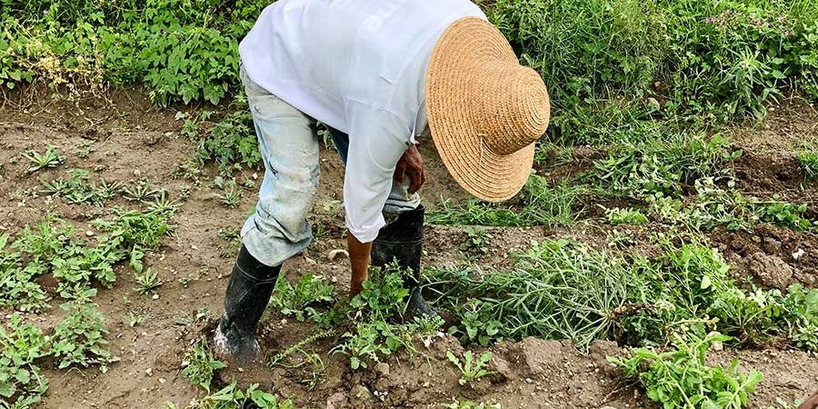ALTERNATIVAS PARA UNA AGRICULTURA SUSTENTABLE EN EL ALTO MEZQUITAL HIDALGO