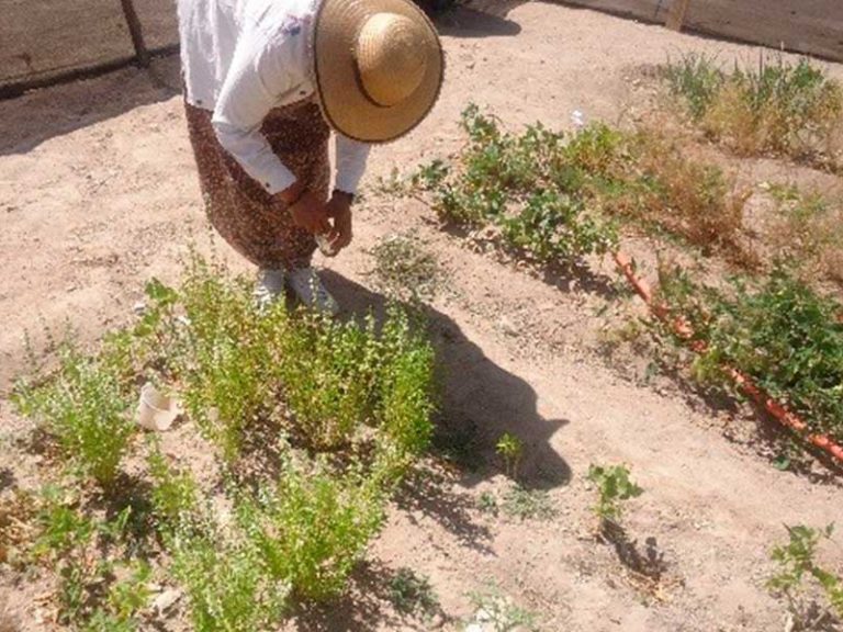 PROGRAMAS DE BIENESTAR, UN ENFOQUE ALTERNATIVO PARA LA PRODUCCIÓN DE ALIMENTOS