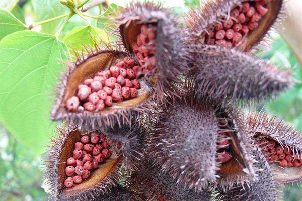 SEMILLA DE ACHIOTE, UN ALIMENTO FUNCIONAL