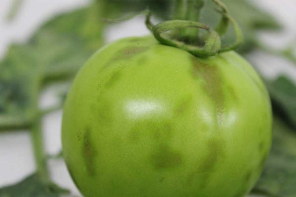 BUSCAN ARMONIZAR DE PROTOCOLOS PARA EL DIAGNÓSTICO TEMPRANO DE VIRUS RUGOSO DEL TOMATE