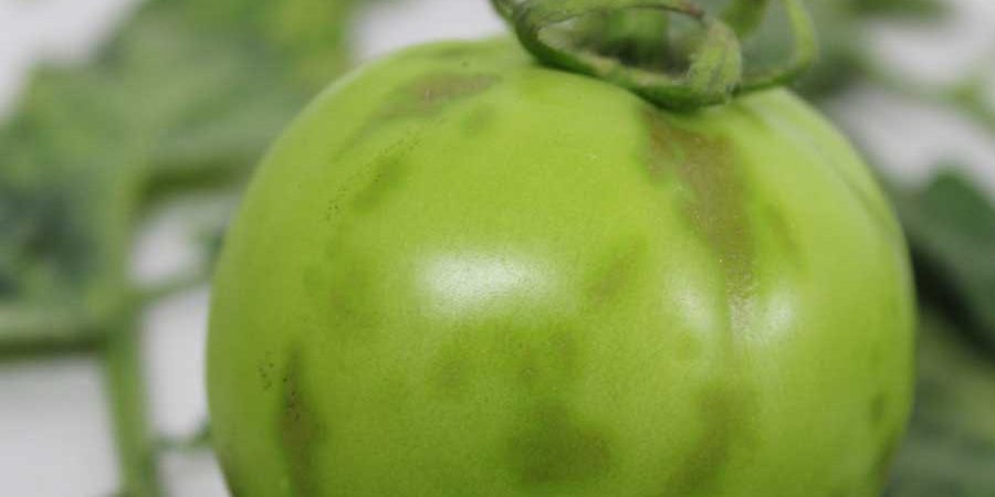 BUSCAN ARMONIZAR DE PROTOCOLOS PARA EL DIAGNÓSTICO TEMPRANO DE VIRUS RUGOSO DEL TOMATE