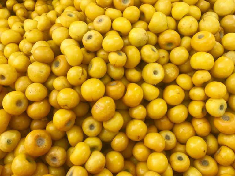 EL NANCHE, TESORO NATURAL CON MÚLTIPLES BENEFICIOS