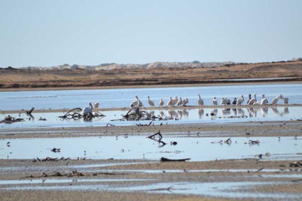 SALINA DE LOBOS, REFUGIO PARA LAS AVES ACUÁTICAS