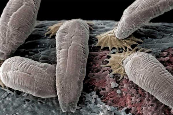 EXPLORANDO EL ARSENAL MOLECULAR DE LOS PARÁSITOS DE LOS PECES