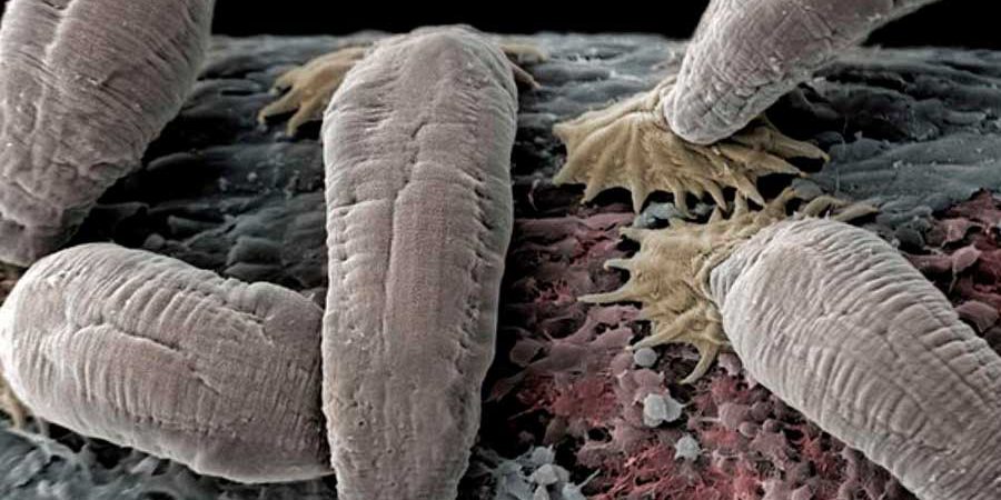 EXPLORANDO EL ARSENAL MOLECULAR DE LOS PARÁSITOS DE LOS PECES