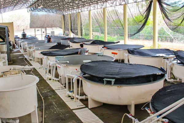 INVESTIGADORA DEL CIAD IMPARTE WEBINAR INTERNACIONAL SOBRE PATÓGENOS EN ACUICULTURA