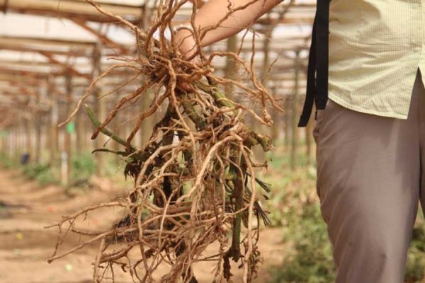 UNA OPCIÓN LIMPIA PARA EL CONTROL DE NEMATODOS EN EL CAMPO