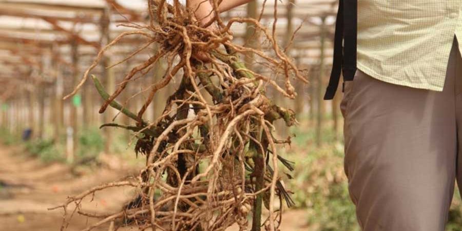 UNA OPCIÓN LIMPIA PARA EL CONTROL DE NEMATODOS EN EL CAMPO