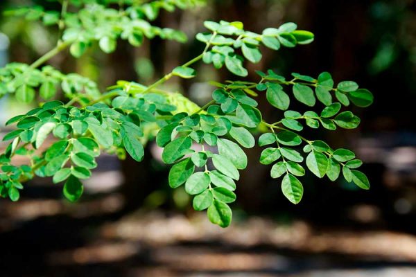 EL EFECTO PROTECTOR DE LOS PÉTIDOS DE MORINGA FRENTE AL CÁNCER DE COLON