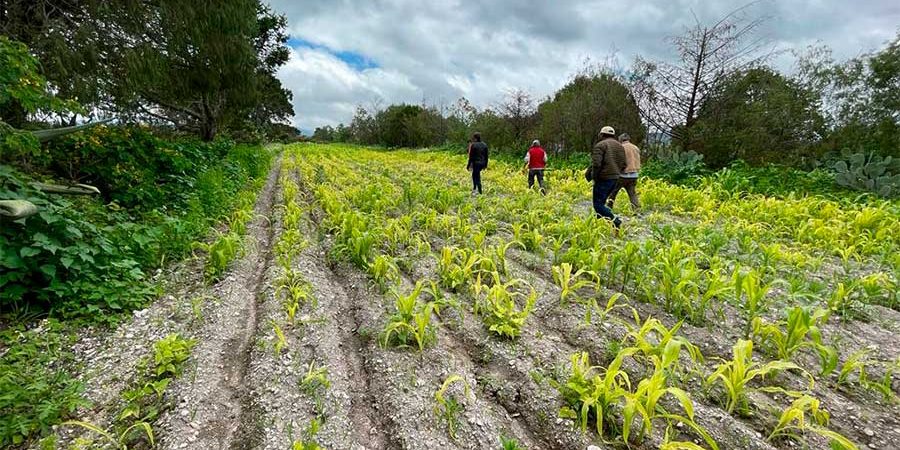 AGROECOLOGÍA, UN MODELO PARA UNA AGRICULTURA SOSTENIBLE EN HIDALGO