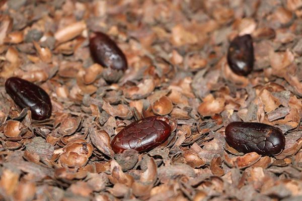 LAS PROPIEDADES DE LA CASCARILLA DE GRANO DE CACAO