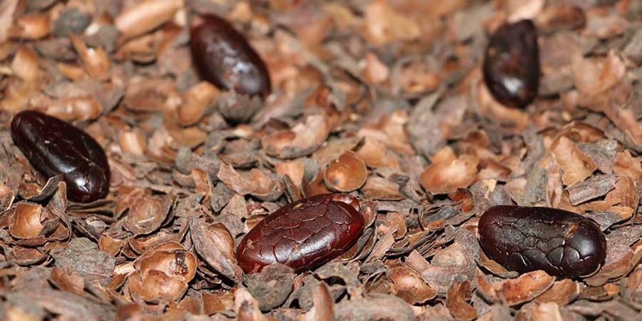 LAS PROPIEDADES DE LA CASCARILLA DE GRANO DE CACAO