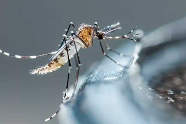 PREVENCIÓN ES LA MEJOR ESTRATEGIA PARA MITIGAR DENGUE Y RICKETTSIA