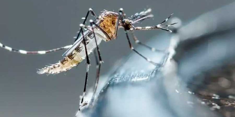 PREVENCIÓN ES LA MEJOR ESTRATEGIA PARA MITIGAR DENGUE Y RICKETTSIA