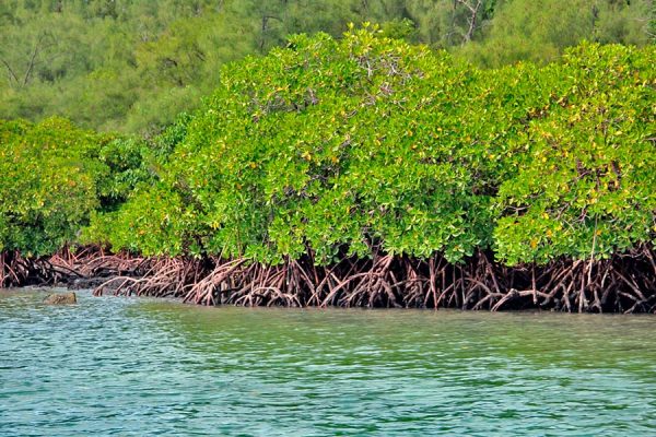 VALORAR LOS ECOSISTEMAS COSTEROS PROMUEVE SU CONSERVACIÓN Y UN MEJOR NIVEL DE VIDA