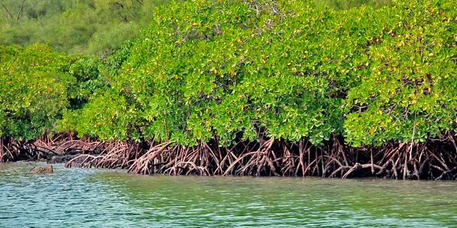 VALORAR LOS ECOSISTEMAS COSTEROS PROMUEVE SU CONSERVACIÓN Y UN MEJOR NIVEL DE VIDA