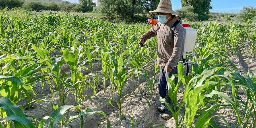 AGRICULTURA SUSTENTABLE EN EL ALTO MEZQUITAL, UNA TRANSICIÓN PARA LA DISMINUCIÓN DE AGROTÓXICOS
