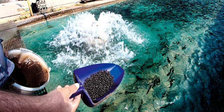 LA PRODUCCIÓN DE ALIMENTO POR ACUICULTURA SOSTENIBLE, ES CULTIVAR, NUTRIR Y PRESERVAR