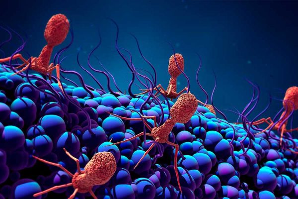 BACTERIÓFAGOS EN MI INTESTINO