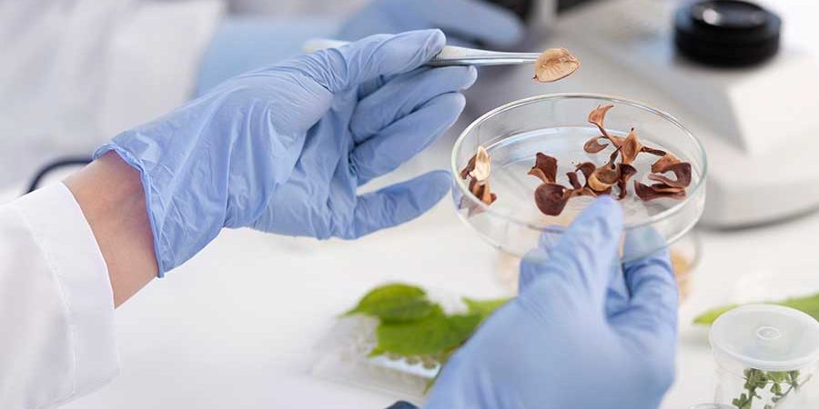 DE HONGOS Y SALUD PÚBLICA