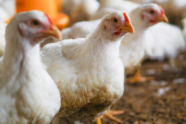 INFLUENZA AVIAR H5N1 -A QUÉ NOS ENFRENTAMOS