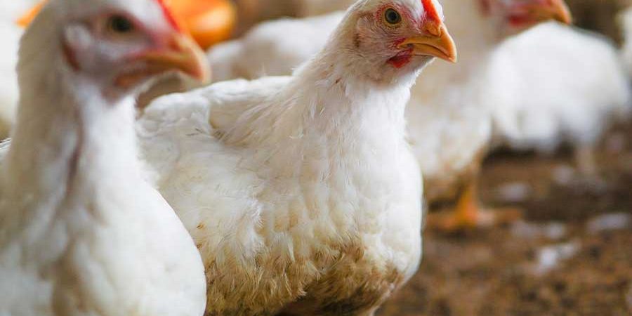 INFLUENZA AVIAR H5N1 -A QUÉ NOS ENFRENTAMOS