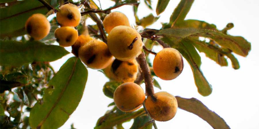 LAS PLANTAS Y SU POTENCIAL ANTIDIABÉTICO
