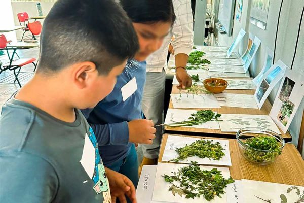 UN RESCATE INNOVADOR DE LOS QUELIT ES DE PUEBLO DE ÁLAMOS, SONORA